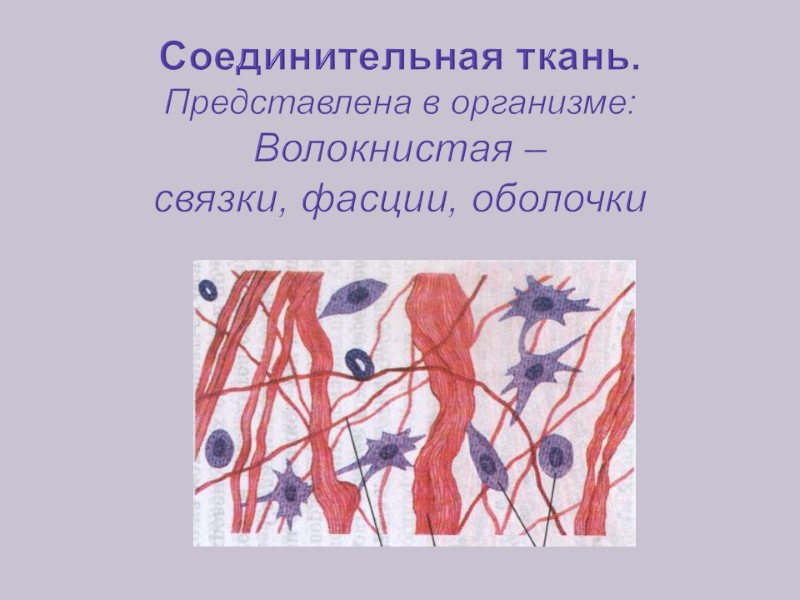 Соединительная ткань. Представлена в организме: Волокнистая –  связки, фасции, оболочки